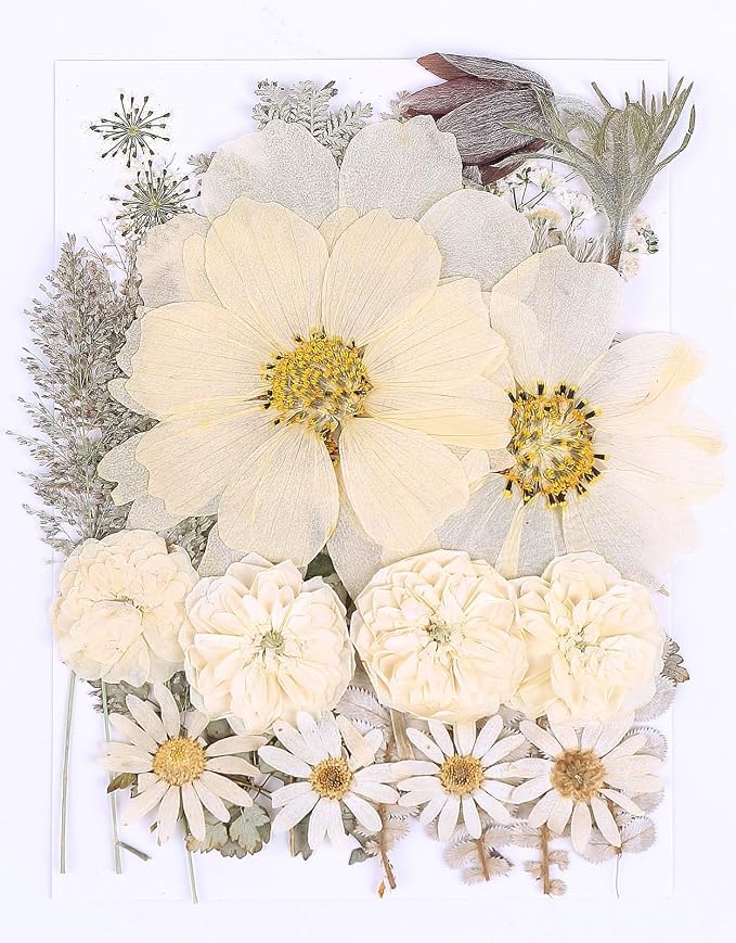 48PCS White Large Real Dried Pressed Flowers Leaves Natural Plant Herbarium by AHTONG