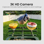HEAPETS Bird Feeder with Camera Solar Powered, 3K HD Video, AI Bird Recognition - Image 2