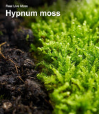 Live Moss Duo Pack 2 Types of Real Live Sheet/Sphagnum Moss - Image 8