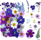 35Pcs Dried Pressed Flowers for Resin DIY Art Crafts Natural Dry Floral Daisy - Image 2