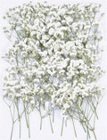 50Pcs Babys Breath Dried Pressed Flowers by Unknown