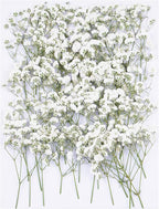50Pcs Babys Breath Dried Pressed Flowers by Unknown