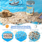 1200 Pcs Tiny Sea Shells, Seashells - Image 4