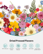 Dried Flowers, Resiners 100Pcs Pressed Flowers - Image 4