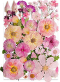 Pink Dried Pressed Flower for Resin, Real Nature Pressing Floral Leaves for DIY by Unknown