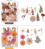 100 PCS Cream Color Pressed Dried Flowers & Leaves | Real Natural Dried Flowers - Image 5
