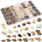 Small Sea Shells 1200Pcs Tiny Seashells Mixed Size Ocean Beach Starfish by Unknown