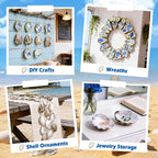 20 Set Oyster Shells for Crafts - Image 7