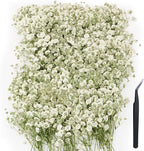100Pcs Mini Dried Pressed White Baby's Breath Flowers Bulk by Unknown