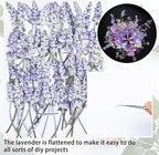 50Pcs Lavender Dried Pressed Flowers - Image 3
