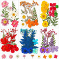 155 pcs Dried Flowers for Resin, Natural Flowers and Leaves Kit by Unknown