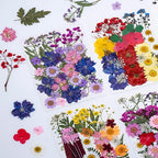 35Pcs Dried Pressed Flowers for Resin DIY Art Crafts Natural Dry Floral Daisy - Image 4