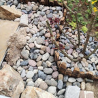 FANTIAN 10 lbs River Rocks, 1-2 Inch Natural Pebbles - Image 5