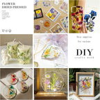 MIKIYA 150Pcs Dried Pressed Flowers - Image 4