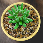20LB Coarse Sand, Colored Rocks Pebbles, Quartz Sand - Image 6