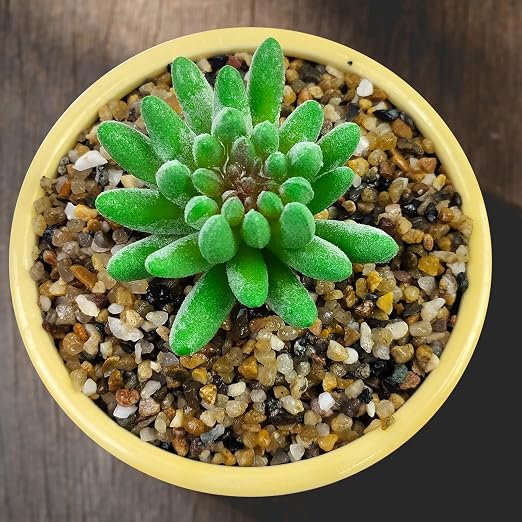 40LB Coarse Sand, Colored Rocks Pebbles, Quartz Sand - Image 7