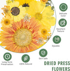 186 Pcs Dried Pressed Flowers for Resin Crafts, Real Natural Pressed Flowers - Image 3