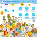 284 Pcs Dried Pressed Flowers - Image 5