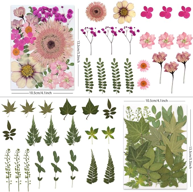 LUXEEASE 80P Vibrant Colors Large Pressed Flowers & Leaves | Cosmos daisy maple - Image 3