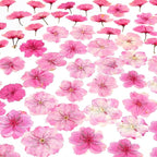 48 Pcs Mix Natural Dried Pressed Cherry Blossoms by AHTONG
