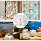 50 PCS Natural Sea Shells 1.6" to 2" White Scallop Shells - Image 5