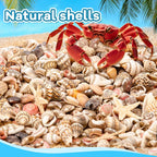1200 PCS Tiny Seashells & 21 Starfish Mixed 18 Kinds Bulk Beach Small Shells - Image 4