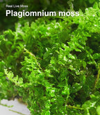 Live Moss Duo Pack 2 Types of Real Live Sheet/Sphagnum Moss - Image 7