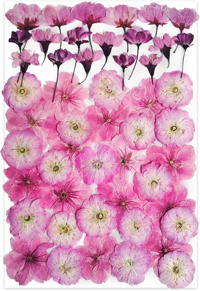 51 Pcs Real Natural Cherry Blossom Dried Pressed Flowers - Image 7