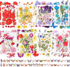 228Pcs Pressed Dried Flowers by Unknown