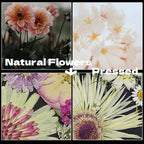 White Dried Pressed Flowers - Image 4