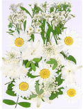 Augshy White Dried Pressed Flowers, Real Natural Dried Flowers Colorful Pressed by Augshy