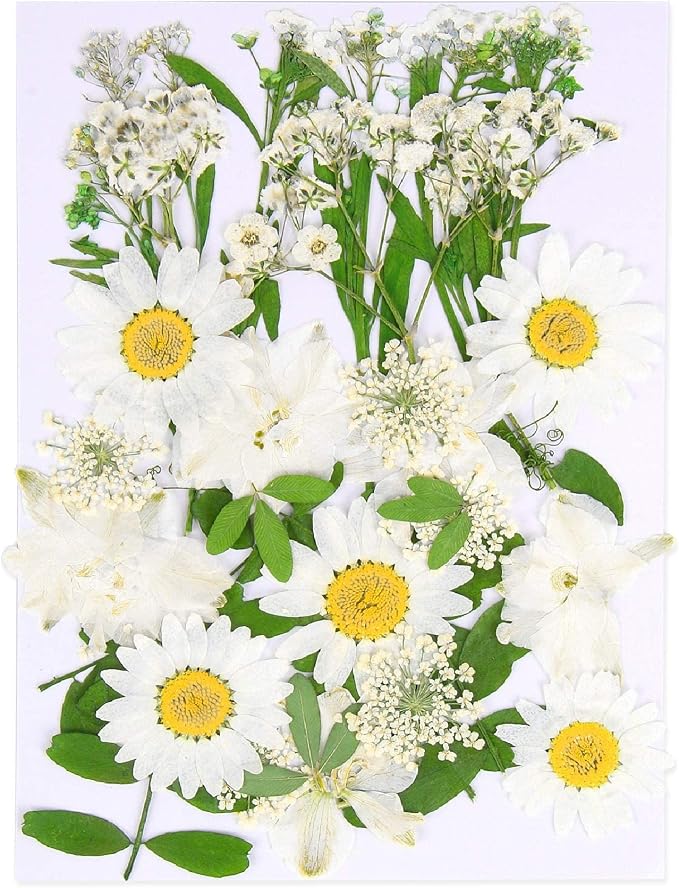 Augshy White Dried Pressed Flowers, Real Natural Dried Flowers Colorful Pressed by Augshy