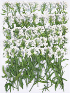 50Pcs White Dried Pressed Flowers by Unknown