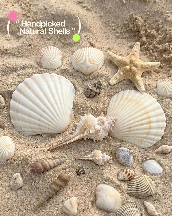 DualCozy Seashell Jewelry Stand Making Kit, Jewelry Holder Making Kit | Real - Image 7