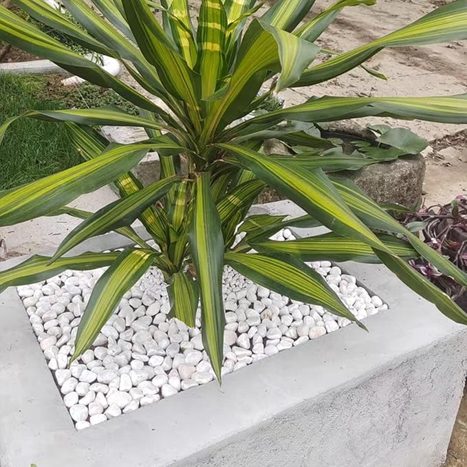 FANTIAN 40 lbs White Rocks for Landscaping, 1-2 Inch White Gravel. Decorative - Image 6