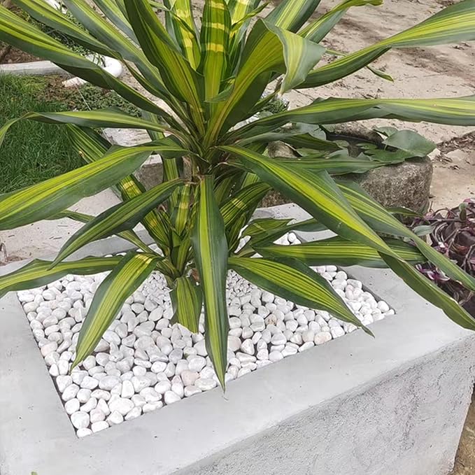 FANTIAN 20 lbs White Stones for Landscaping, 1-2 Inch Pebbles Decorative River - Image 5