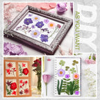 Nuanchu Dried Flower for Crafts Resin Pressed Flowers Bulk Real Dried - Image 6