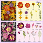 142Pcs Dried Flowers, Dried Pressed Flowers - Image 3