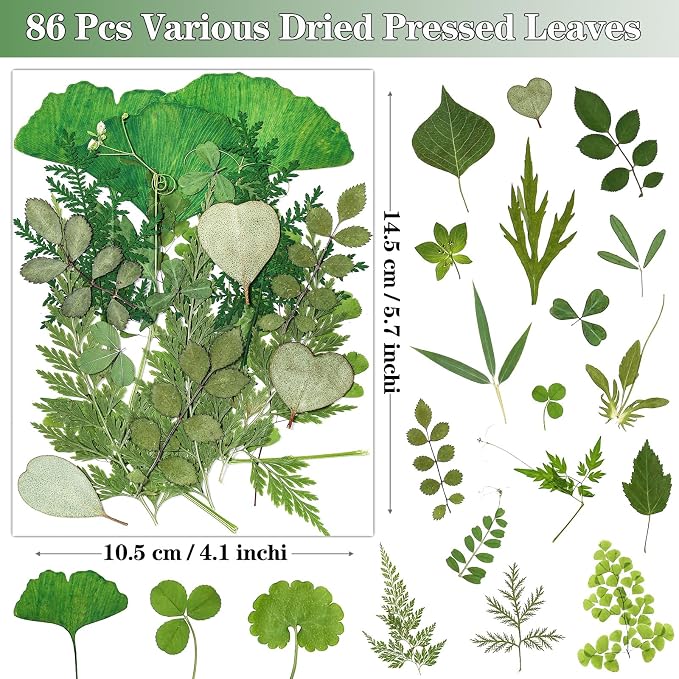 86Pcs Dried Pressed Flowers Leaves - Image 3