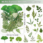 86Pcs Dried Pressed Flowers Leaves - Image 3