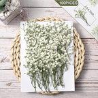 Tinideya 100 Pcs Dried Babys Breath Flowers Bulk Babys Breath Real Pressed - Image 2