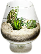 2 Pounds Natural Decorative Real Sand - Image 2