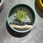 Pulovin 10 lbs Black Pebbles for Indoor Plants, 3/8" Plant Rocks for Pots Indoor - Image 7