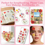 228Pcs Pressed Dried Flowers - Image 6