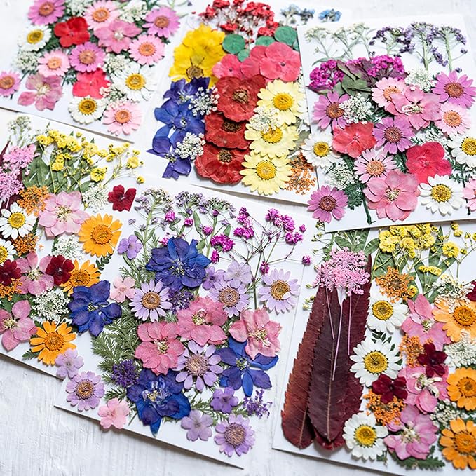 35Pcs Dried Pressed Flowers for Resin DIY Art Crafts Natural Dry Floral Daisy - Image 5