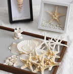 JSPYFITS 2.5-4 Inches Large Starfish and Scallop Shells - Image 6
