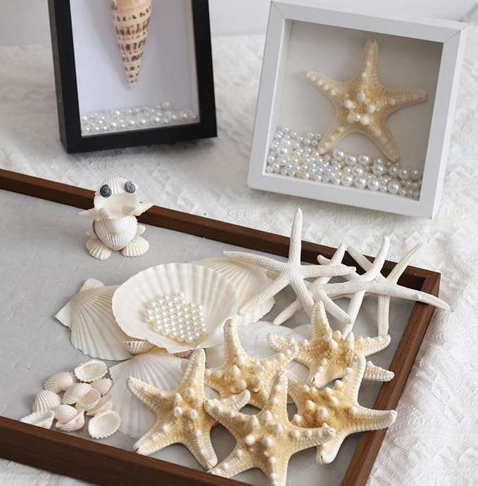 JSPYFITS 2.5-4 Inches Large Starfish and Scallop Shells - Image 6
