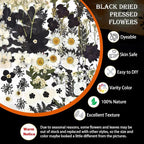 DALARAN Black Dried Pressed Flowers - Image 4