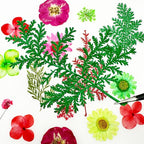 Woohome Natural Dried Pressed Flowers Leaves - Image 9