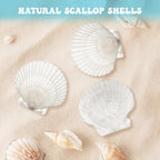 25 Pcs Large Scallop Shells for Crafts 4''-5'' White Scallop Shells Large - Image 3